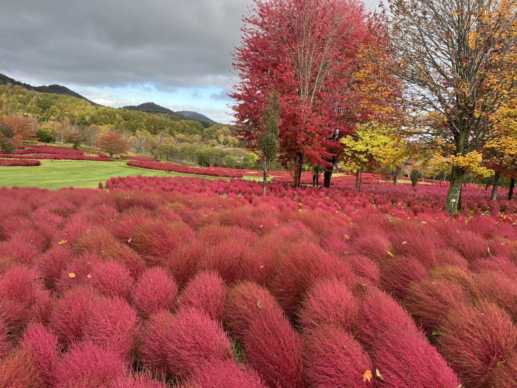 2025年10月27日のコキア