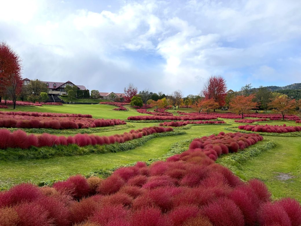 2025年10月29日のコキア
