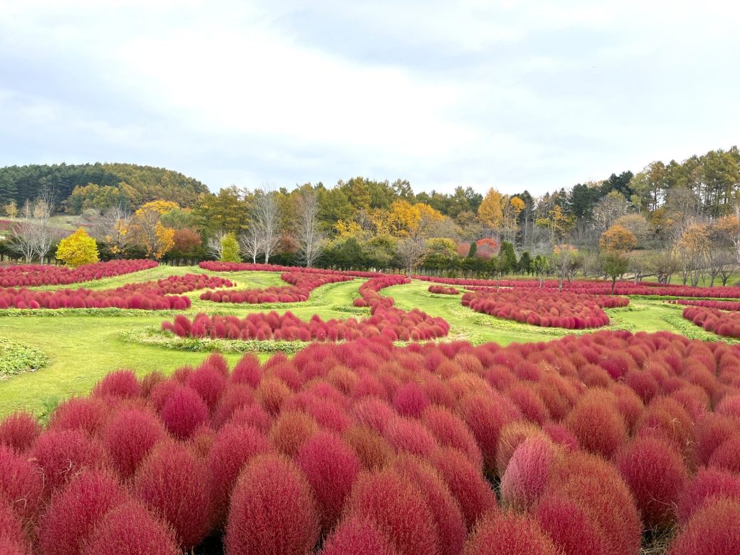 2025年10月31日のコキア
