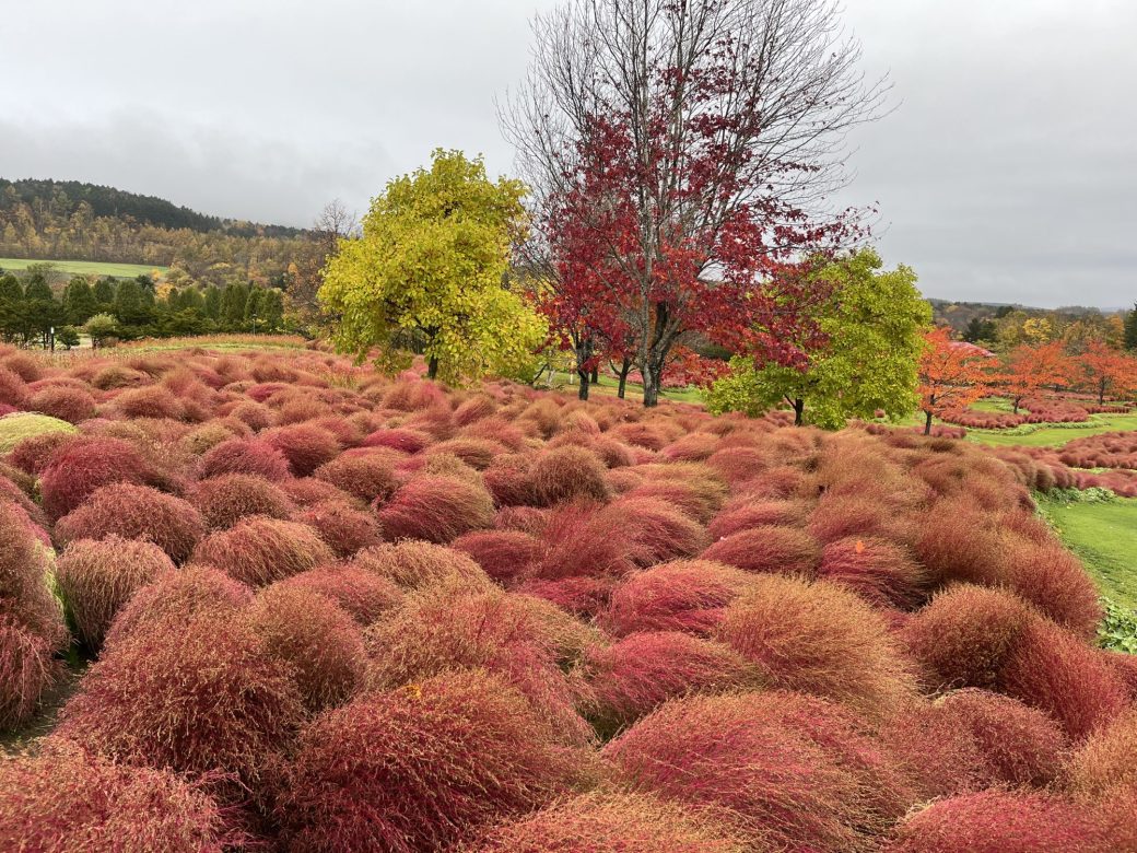 2025年11月2日のコキア
