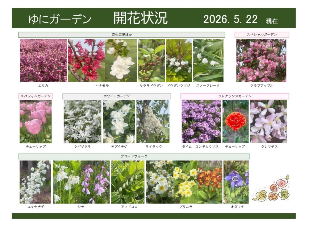 2026年5月22日　開花状況
