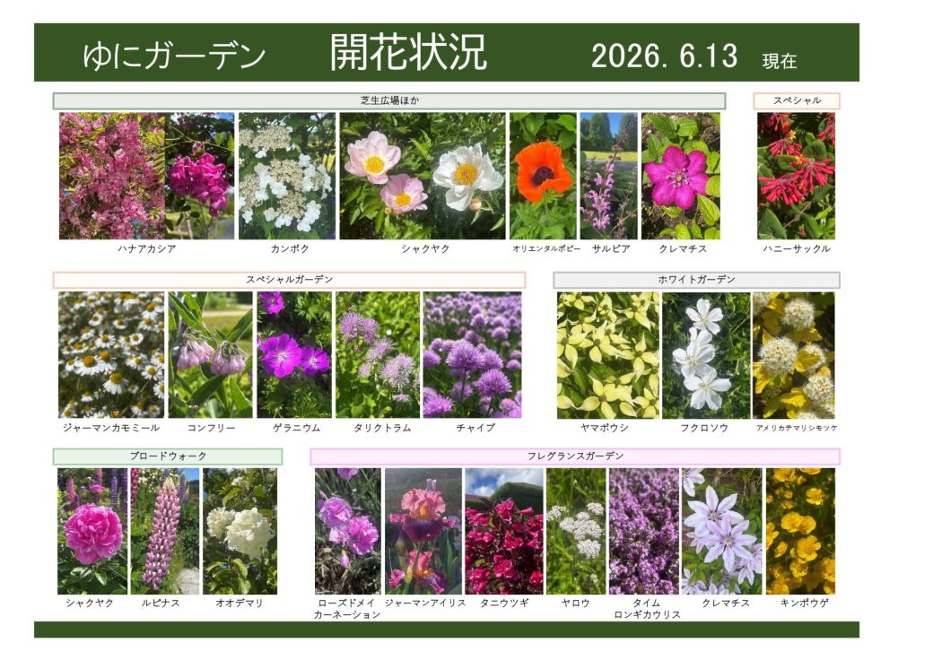 2026年6月13日　開花状況
