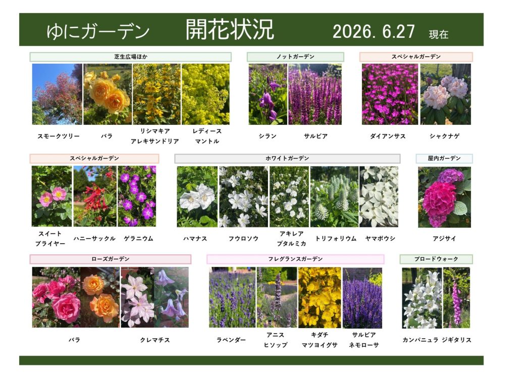 2026年6月27日　開花状況