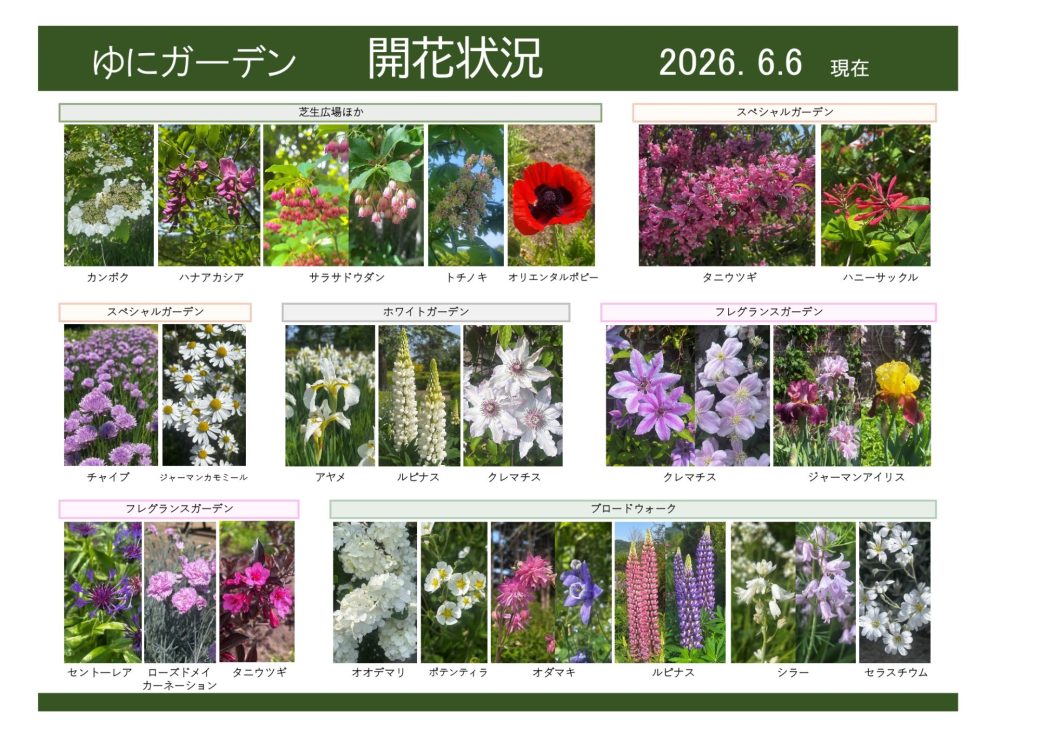 2026年6月6日　開花状況