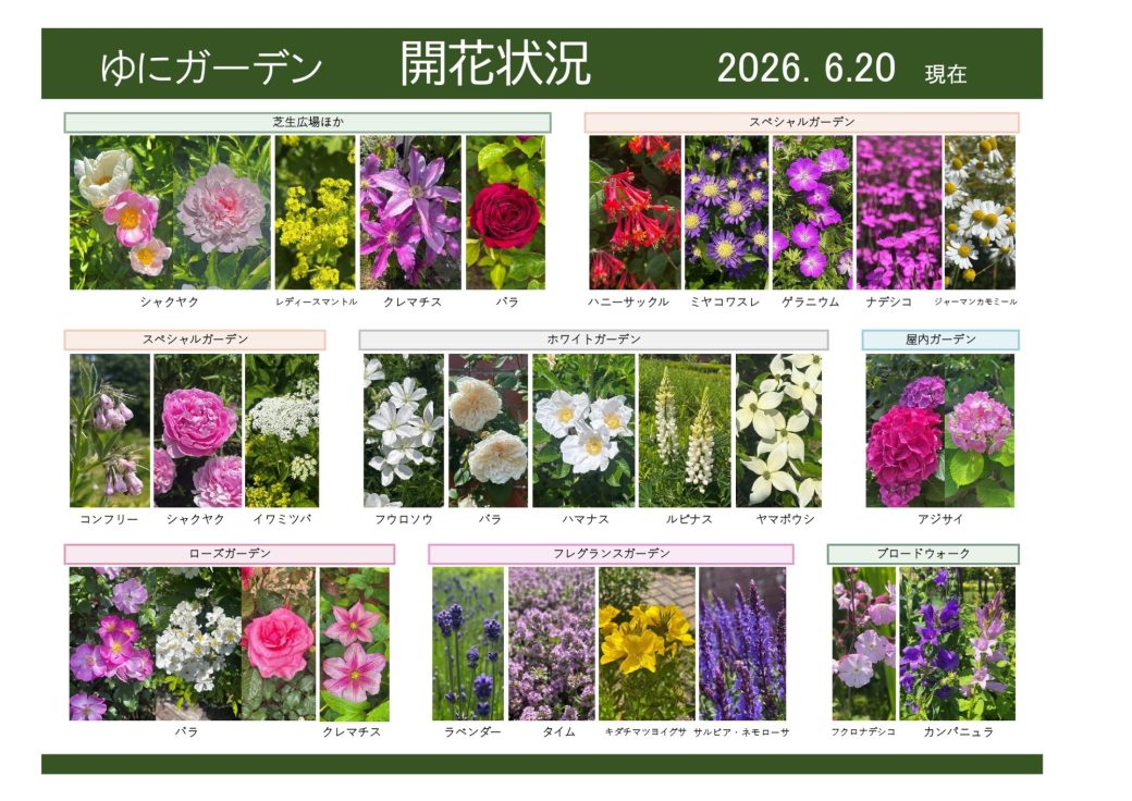 2026年6月20日　開花状況