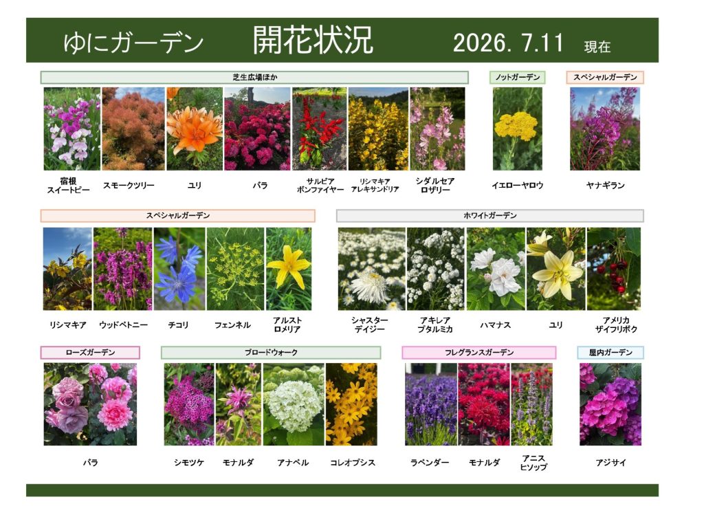 2026年7月11日　開花状況