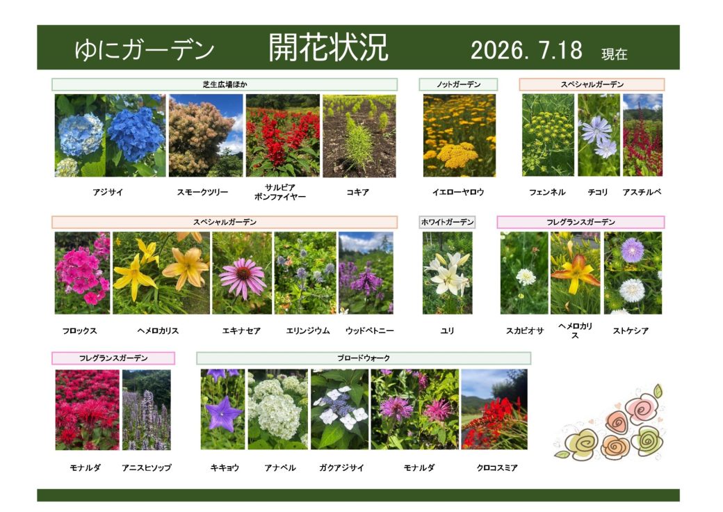 2026年7月18日　開花状況