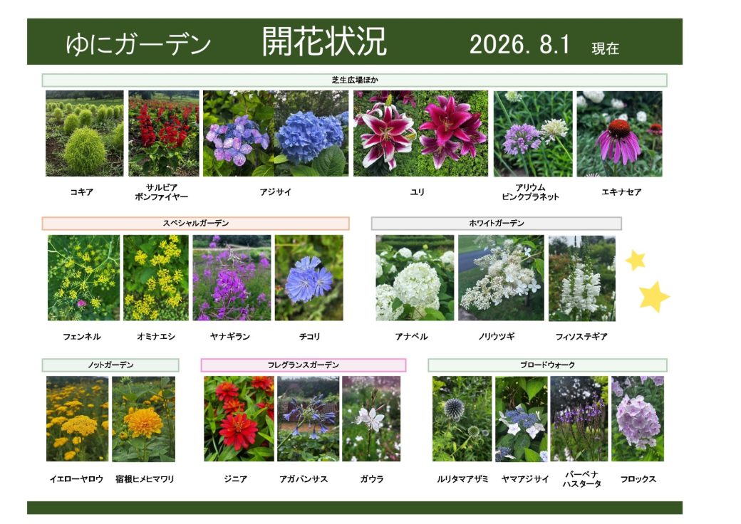 2026年8月1日　開花状況