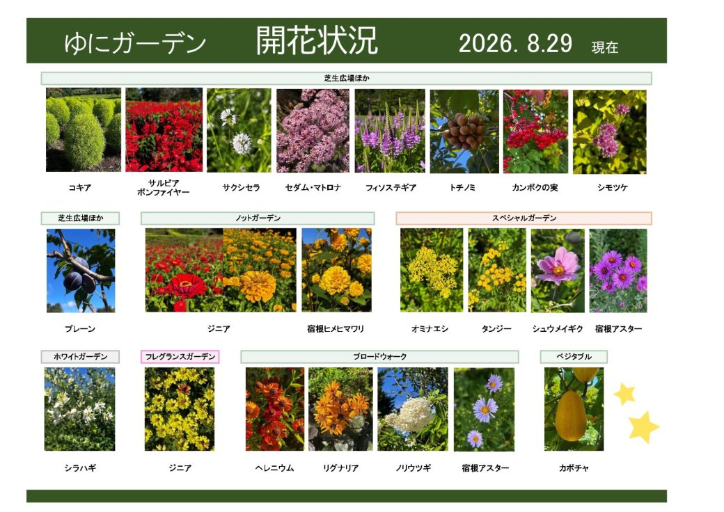 2026年8月29日　開花状況