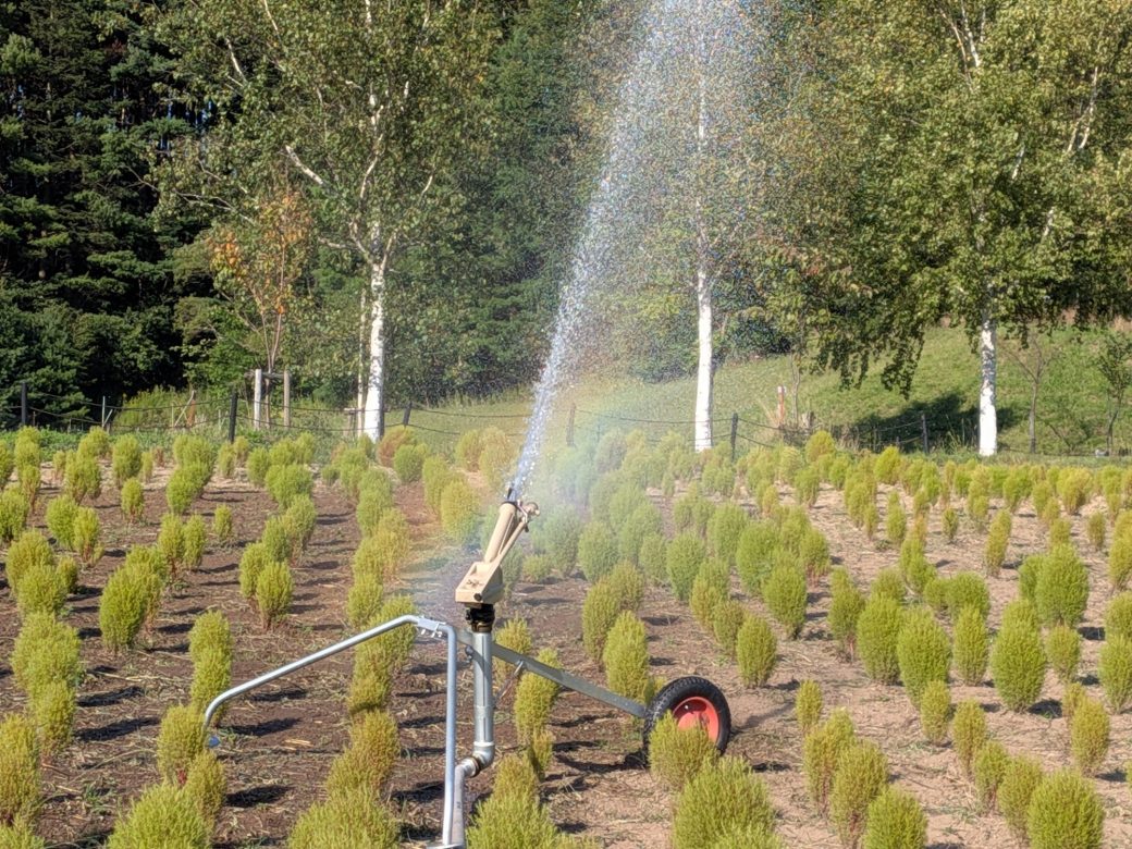 コキアサイドストーリー　ほんのり虹🌈
